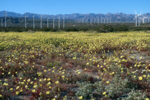 Kollibri terre Sonnenblume: The Problem Taking Different Shape