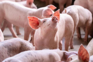 Gene edited pigs approved by US Food and Drug Administration for consumption in the US.