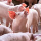 Gene edited pigs approved by US Food and Drug Administration for consumption in the US.